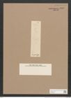 Pleurosigma gracilescens Grun. (de-Toni-Nr.: Genus 13, Species 1028) Zeichnungen Sammlung Grunow Nr. 2088 (NHMW-BOT-W0368956)
